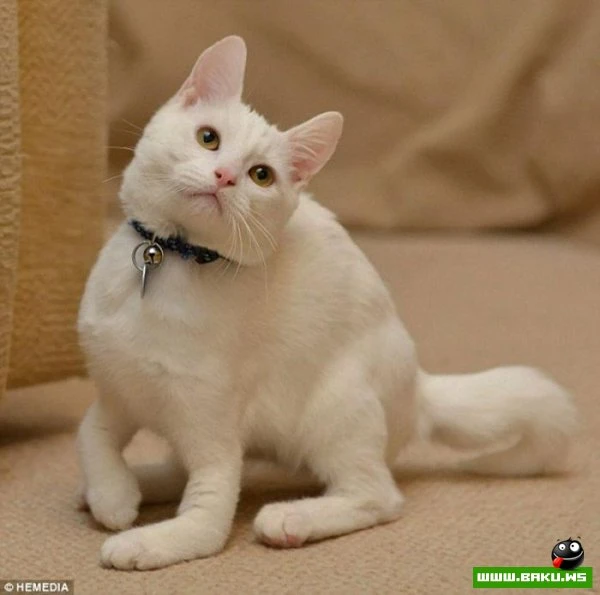 Котик-инвалид который ходит на локтях