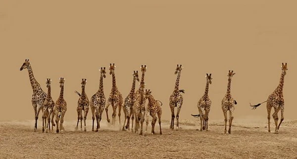 Sony World Photography Awards