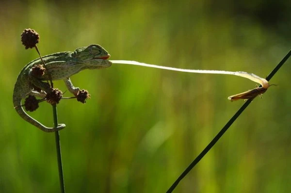 Sony World Photography Awards