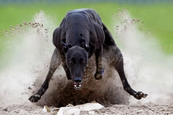 Sony World Photography Awards