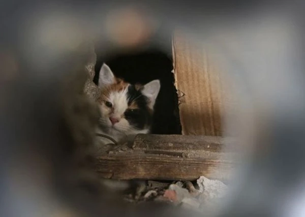 Коммунальные службы хоронят котов заживо