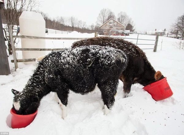 Сильнейший за 35 лет снегопад уносит жизни в США