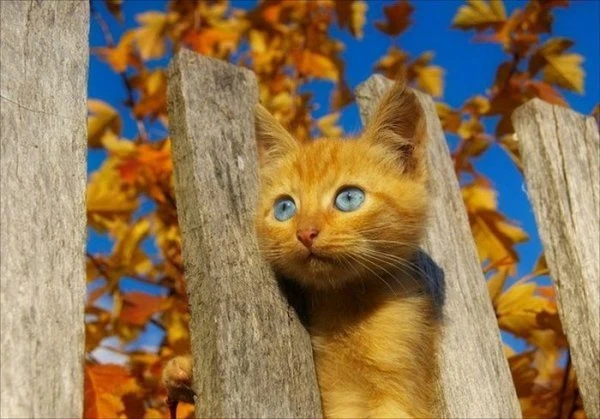 Фотографии, на которые невозможно смотреть равнодушно