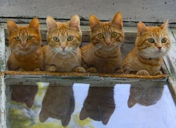 Фотографии, на которые невозможно смотреть равнодушно