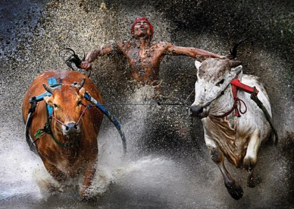 Победители World Press Photo 2013