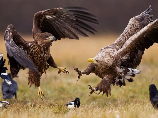 Лучшие фотографии National Geographic за февраль 2013
