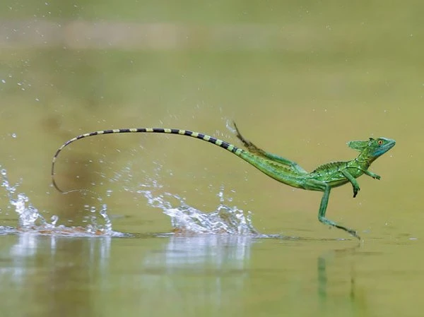 Лучшие фотографии National Geographic за февраль 2013