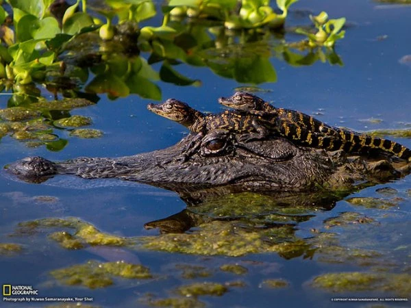 Лучшие фотографии National Geographic за февраль 2013