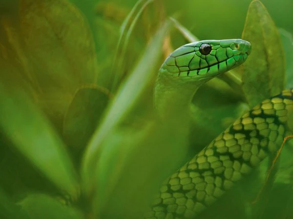 Лучшие фотографии National Geographic за февраль 2013