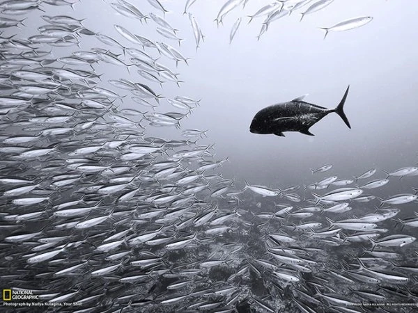 Лучшие фотографии National Geographic за февраль 2013