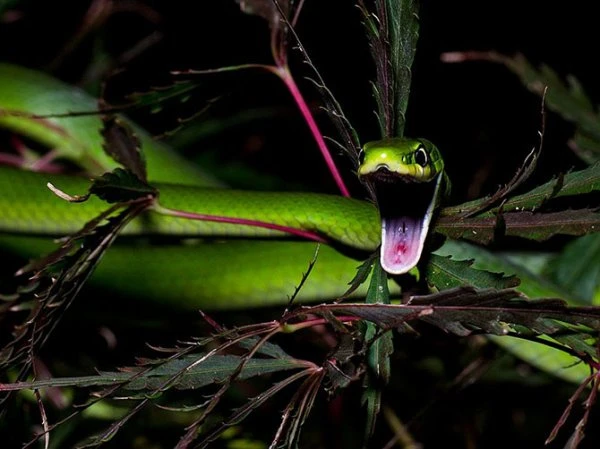 Лучшие фотографии National Geographic за февраль 2013