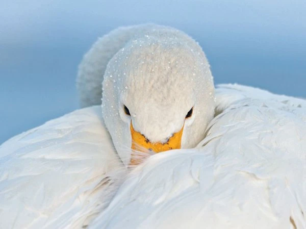 Лучшие фотографии National Geographic за февраль 2013