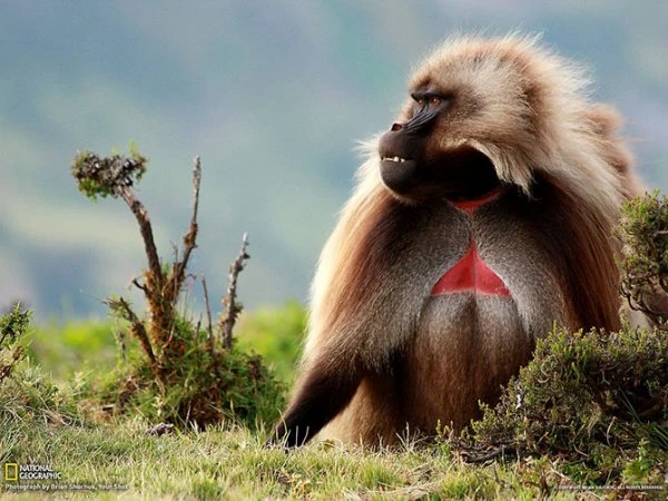 Лучшие фотографии National Geographic за февраль 2013