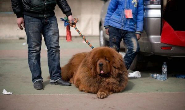 Щенки за 750 тысяч долларов