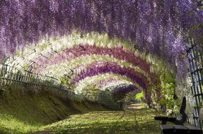 10 самых красивых тоннелей из деревьев в мире