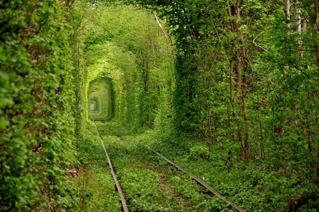 10 самых красивых тоннелей из деревьев в мире