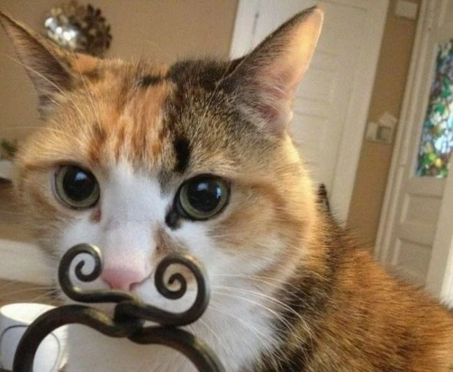 Фотоиллюзии, которые получились случайно
