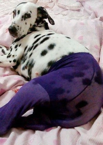Новый прикол из Китая