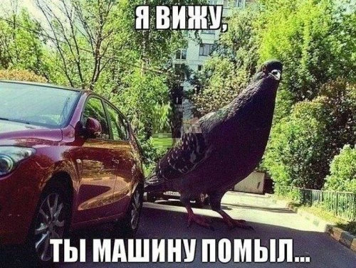 Автомир в прикольных картинках