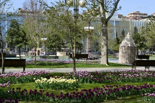 Баку готовится к грандиозному Празднику цветов
