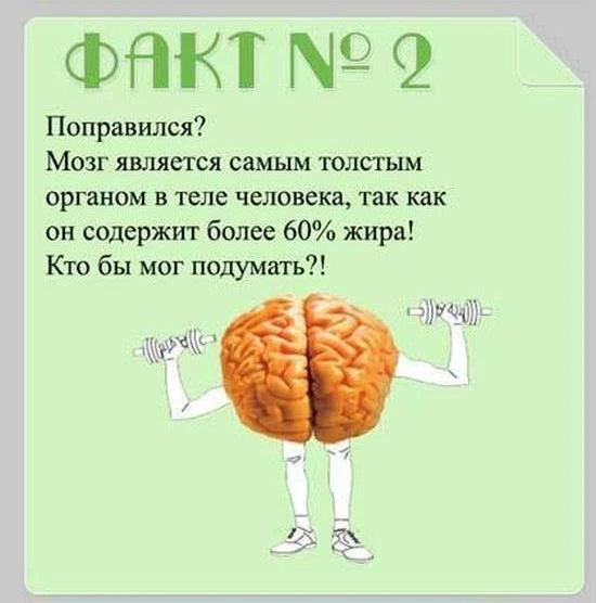 Факты о мозге