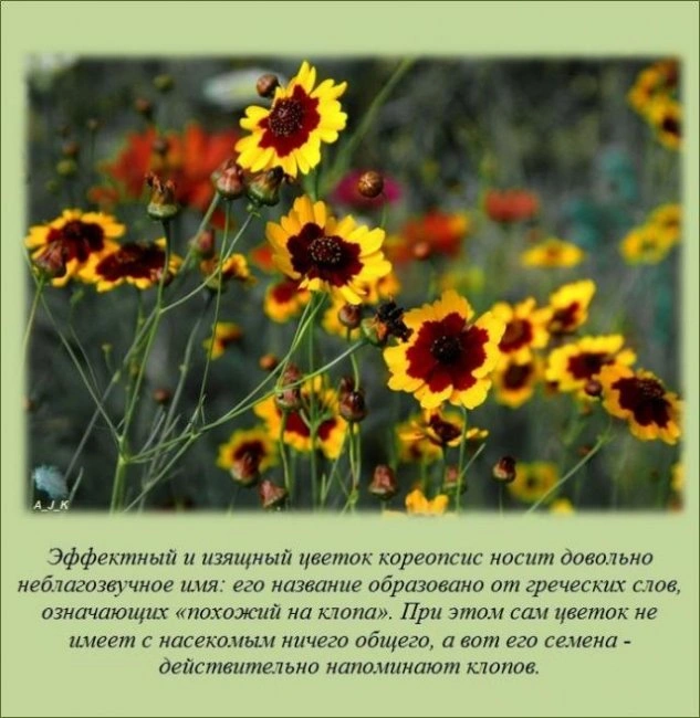 Познавательные факты
