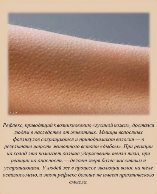 Познавательные факты