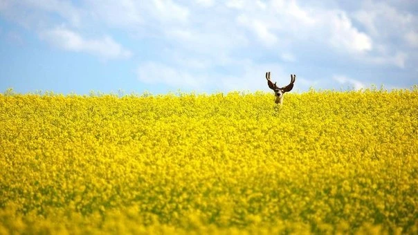 Больше, чем просто фотография