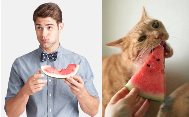 Коты vs Мужчины