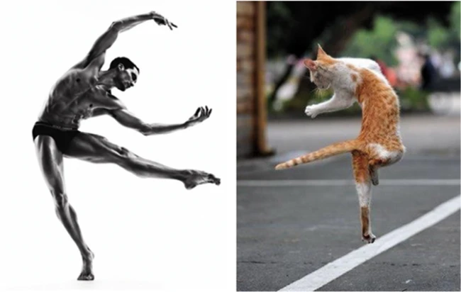 Коты vs Мужчины