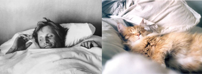 Коты vs Мужчины