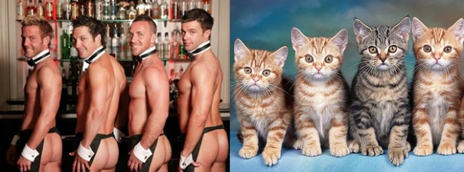 Коты vs Мужчины