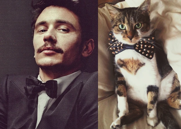 Коты vs Мужчины