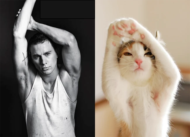 Коты vs Мужчины