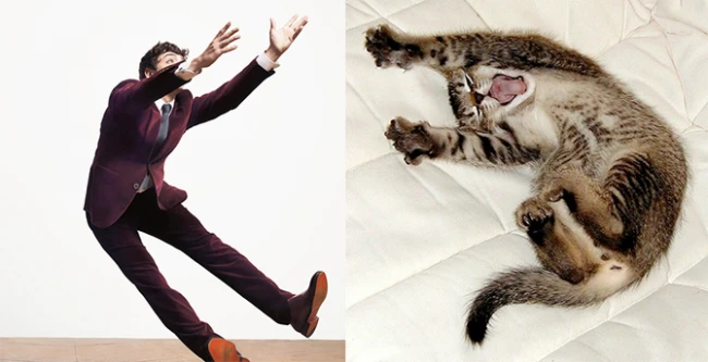 Коты vs Мужчины