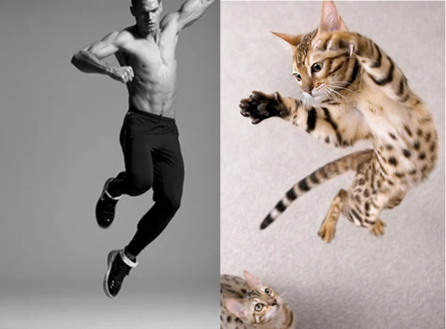 Коты vs Мужчины