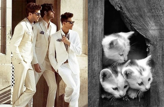 Коты vs Мужчины