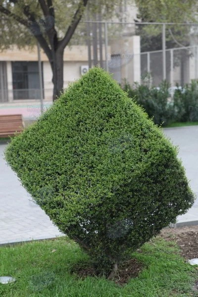 Фотогалерея- кустарники в Баку