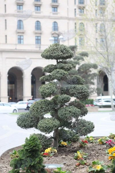 Фотогалерея- кустарники в Баку