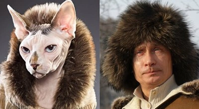 14 лысых котов, похожих на Путина 14 лысых котов, похожих на Путина