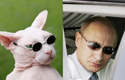 14 лысых котов, похожих на Путина 14 лысых котов, похожих на Путина