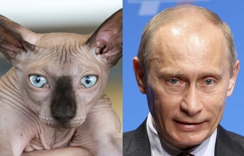 14 лысых котов, похожих на Путина 14 лысых котов, похожих на Путина