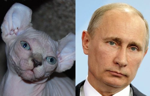 14 лысых котов, похожих на Путина 14 лысых котов, похожих на Путина