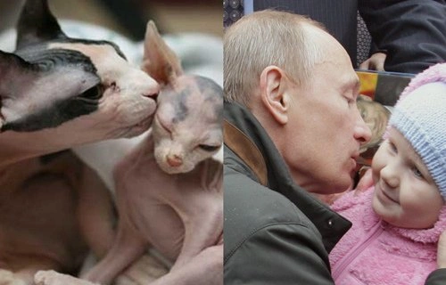 14 лысых котов, похожих на Путина 14 лысых котов, похожих на Путина