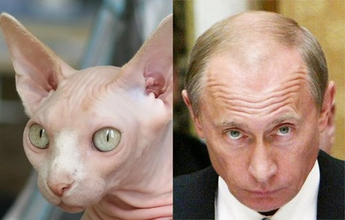 14 лысых котов, похожих на Путина 14 лысых котов, похожих на Путина