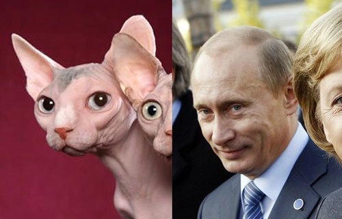 14 лысых котов, похожих на Путина 14 лысых котов, похожих на Путина