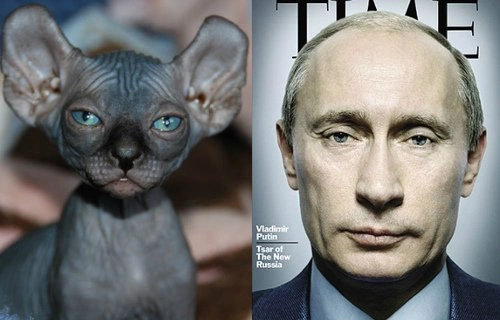 14 лысых котов, похожих на Путина 14 лысых котов, похожих на Путина