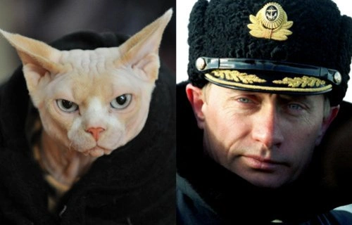 14 лысых котов, похожих на Путина 14 лысых котов, похожих на Путина