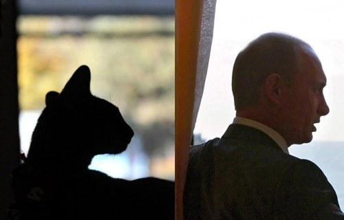 14 лысых котов, похожих на Путина 14 лысых котов, похожих на Путина