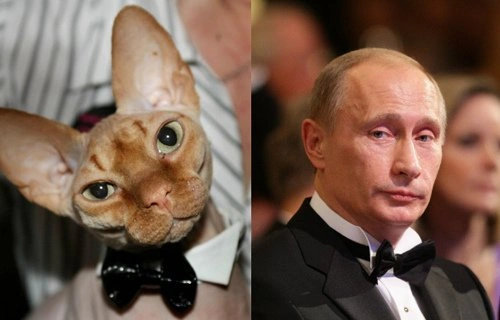 14 лысых котов, похожих на Путина 14 лысых котов, похожих на Путина